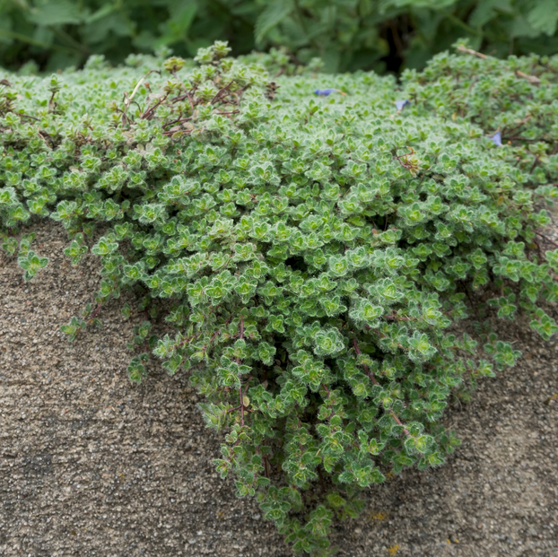 Thyme - Woolly