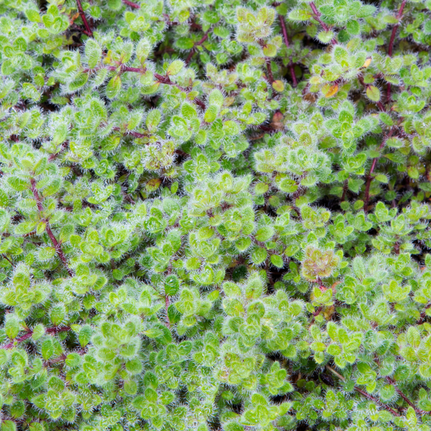 Thyme - Woolly