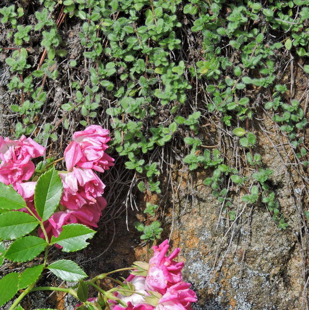 Thyme - Woolly