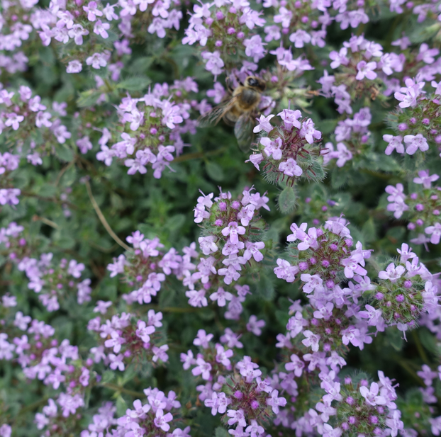 Thyme - Woolly