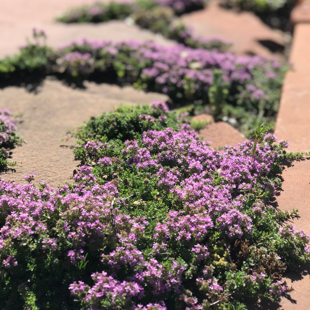 Thyme - Pink Ripple