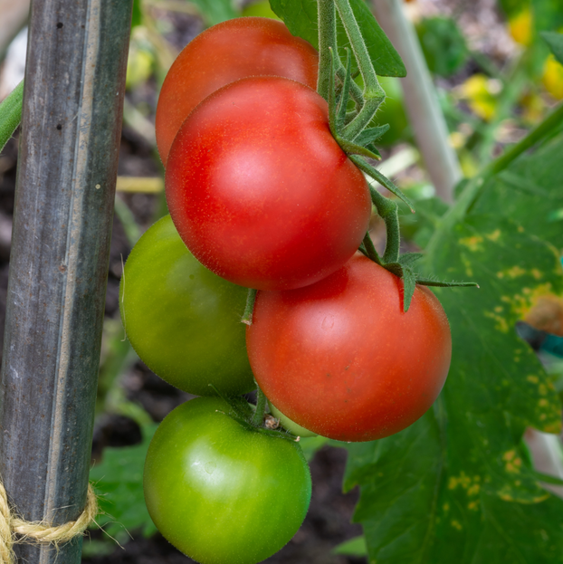 Tomato Shirley