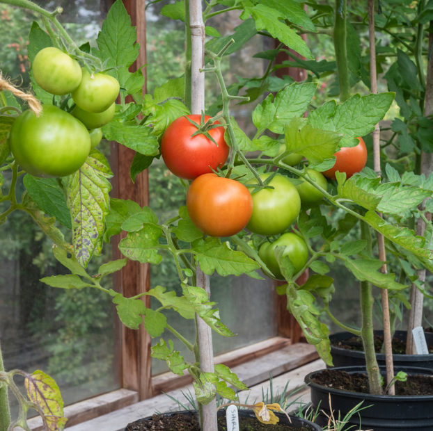 Tomato Shirley