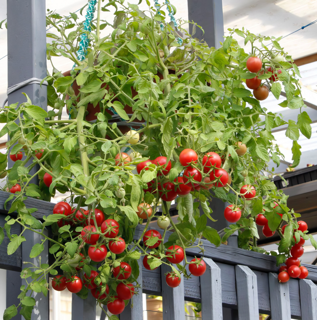 Tomato Tumbler