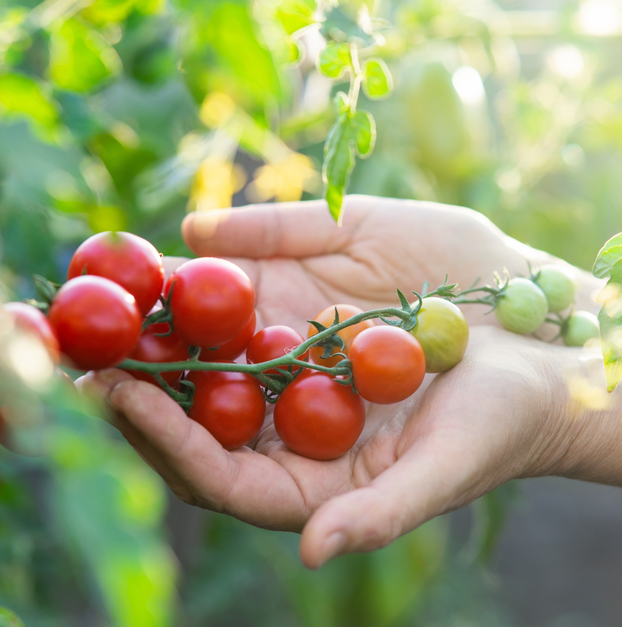 Tomato Tumbler