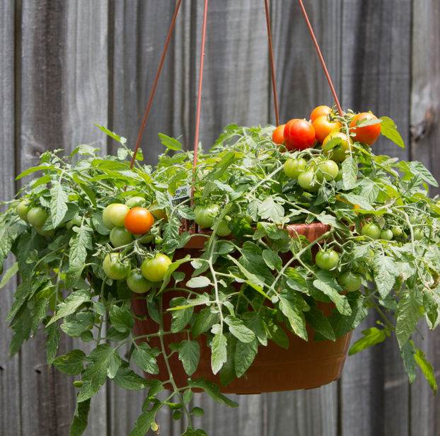 Tomato Tumbler