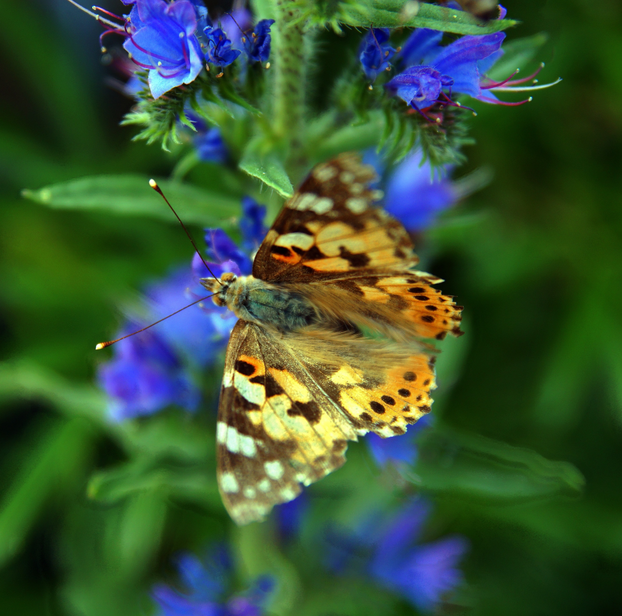Viper's Bugloss