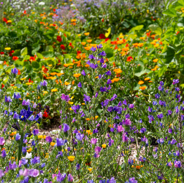 Viper's Bugloss