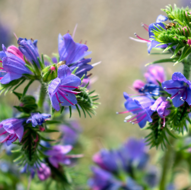 Viper's Bugloss