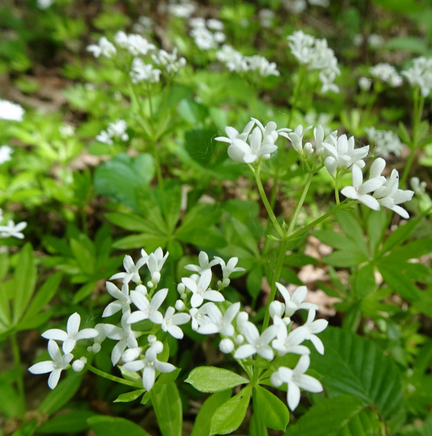 Woodruff